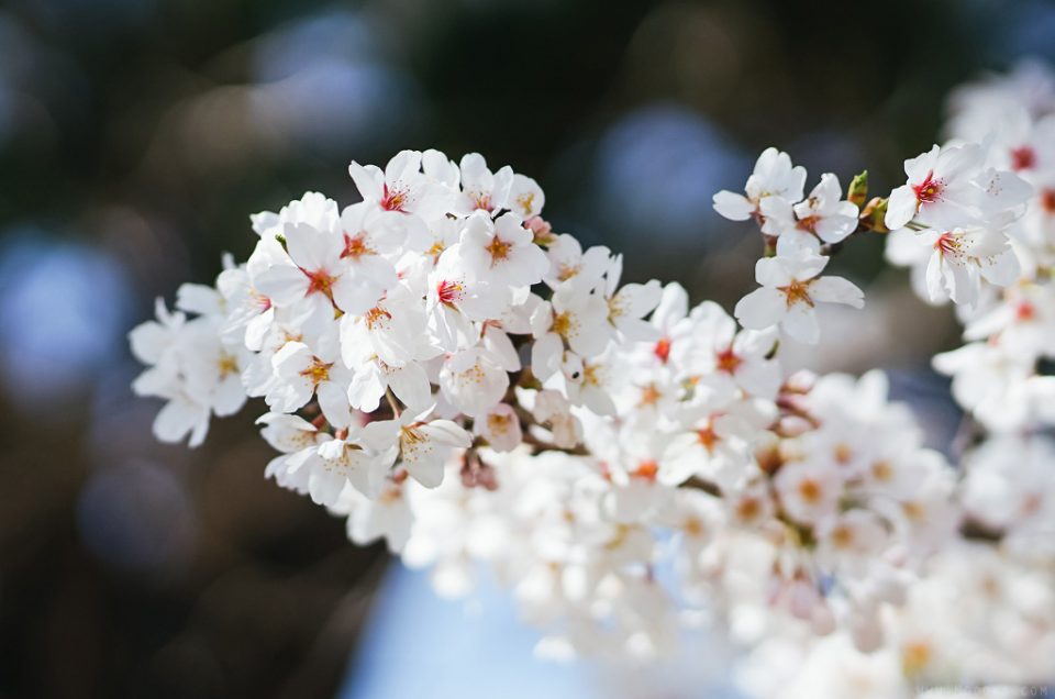 Japan – Tokyo